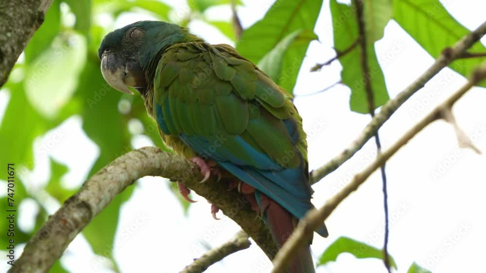 Primolius Blue-headed macaw, primolius couloni perched and resting on the branch ...