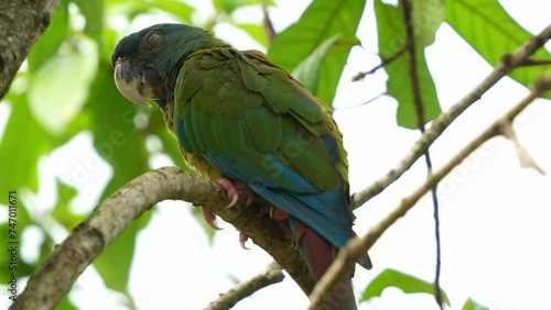 Blue-headed macaw, primolius couloni perched and resting on the branch, dozing off on the tree during the day, with its eyes slowly closing, close up shot of vulnerable parrot bird species. photo