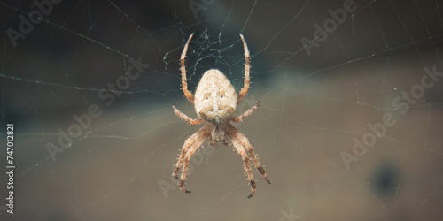 Spider from the Crucirform family (Araneidae) genus Araneus (Garden Spider) .
