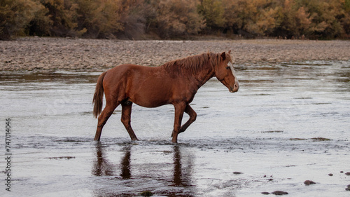 Rusty brown bay wild horse stallion walking across the Salt River near Phoenix Arizona United States