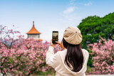 Young female tourist taking a photo of the beautiful cherry blossom at Wuji Tianyuan temple in Taiwan