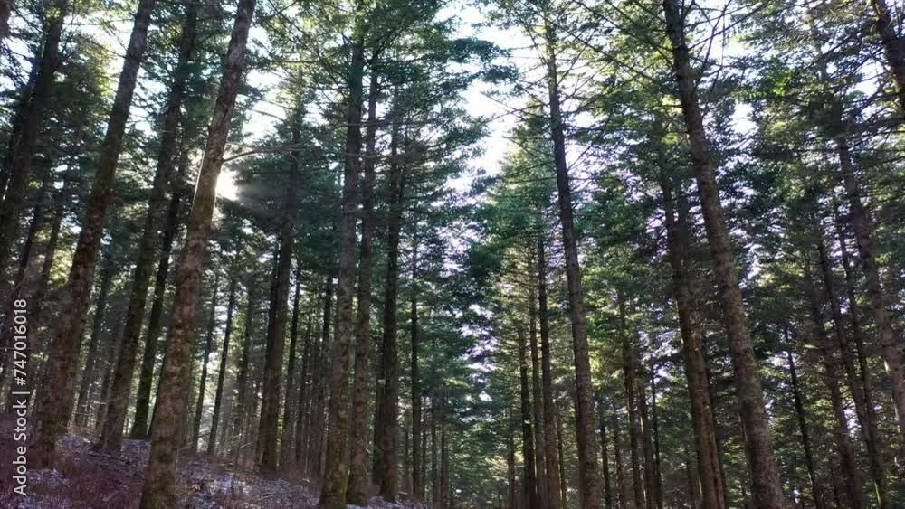 Shooting Korea's Beautiful Winter Forest with a Drone Shooting Korea's Beautiful Winter Forest with a Drone