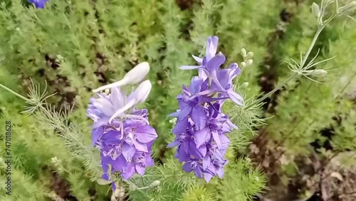 This video is about lovely view of purple lavender flowers.