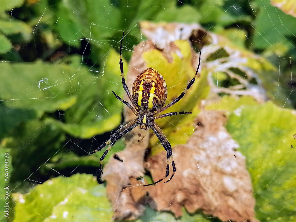 Macro spider close-up. Spider in the wild nature weaving web. Toxic wild spider Macro spider close-up. Spider in the wild nature weaving web. Toxic wild spider