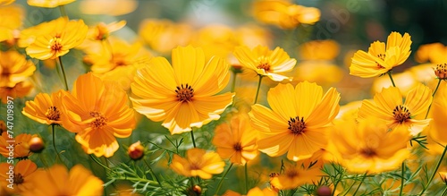 A cluster of vibrant yellow cosmos flowers bloom among the green grass in a garden setting. The bright yellow petals contrast beautifully with the lush green foliage. © AkuAku