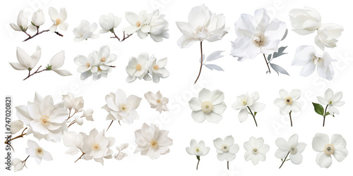 Collection of white flower isolated on a white background as transparent PNG photo
