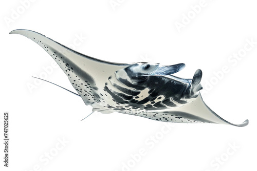 Majestic Manta Ray Glides Gracefully on Transparent Background.