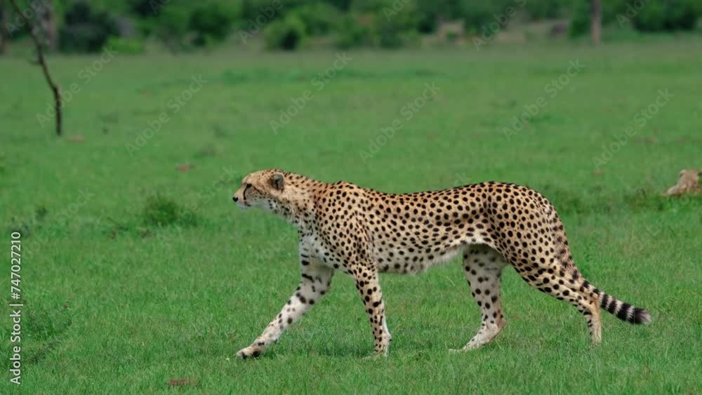 An Adult Cheetah Walking Over Grassland On Maasai Mara National Park In Kenya. Tracking Shot An Adult Cheetah Walking Over Grassland On Maasai Mara National Park In Kenya. Tracking Shot