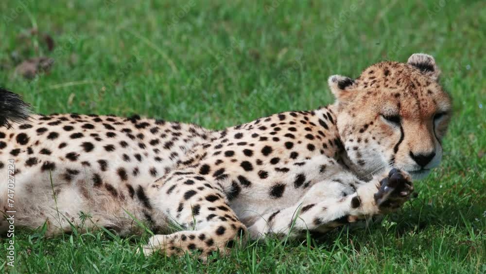 Cheetah Licking Its Legs Grooming While Lying Down In Masai Mara, Kenya, Africa. Closeup Shot Cheetah Licking Its Legs Grooming While Lying Down In Masai Mara, Kenya, Africa. Closeup Shot