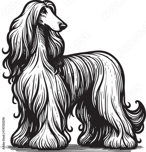 afghan hound dog pet portrait in line art or stencil art vector illustration  isolated on transparent background