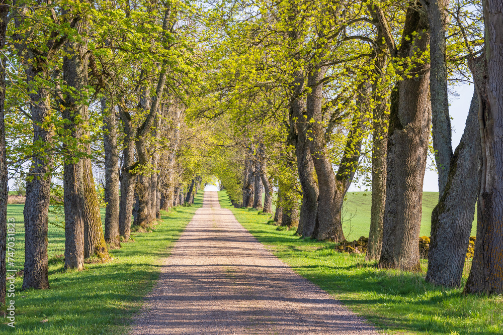 Idyllic gravel road lined with lush green trees at spring