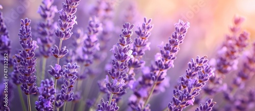 A close up of vibrant purple lavender flowers blooming in a field  showcasing their delicate petals and beauty as a flowering plant.