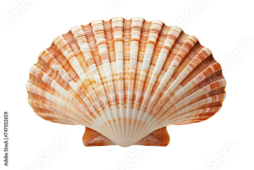 Shell Serenity on Transparent Background.