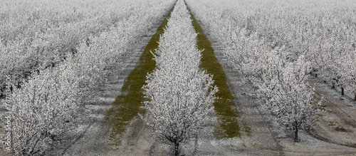 A Grove of Almond Trees in Bloom in Modesto, Stanislaus County, California.