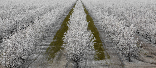 A Grove of Almond Trees in Bloom in Modesto, Stanislaus County, California. photo