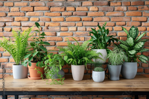Against the backdrop of a textured brick wall, an array of vibrant potted plants adds a touch of greenery and charm to the urban setting. © Evgeniia