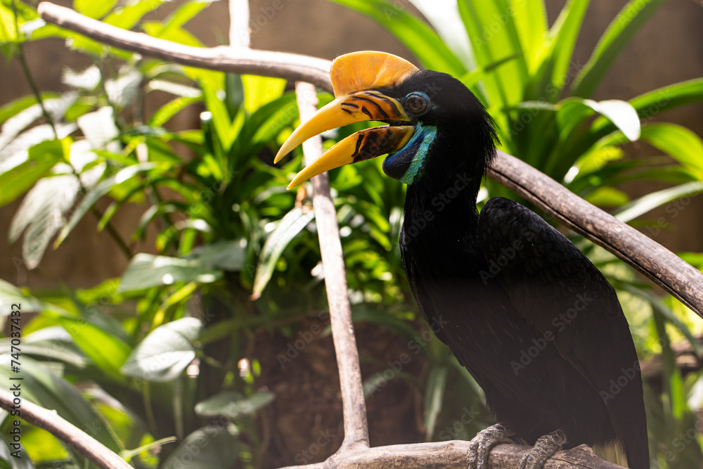 Fototapeta premium Knobbed Hornbill is a colourful hornbill native to Indonesia. Faunal symbol of South Sulawesi province. Rhyticeros cassidix