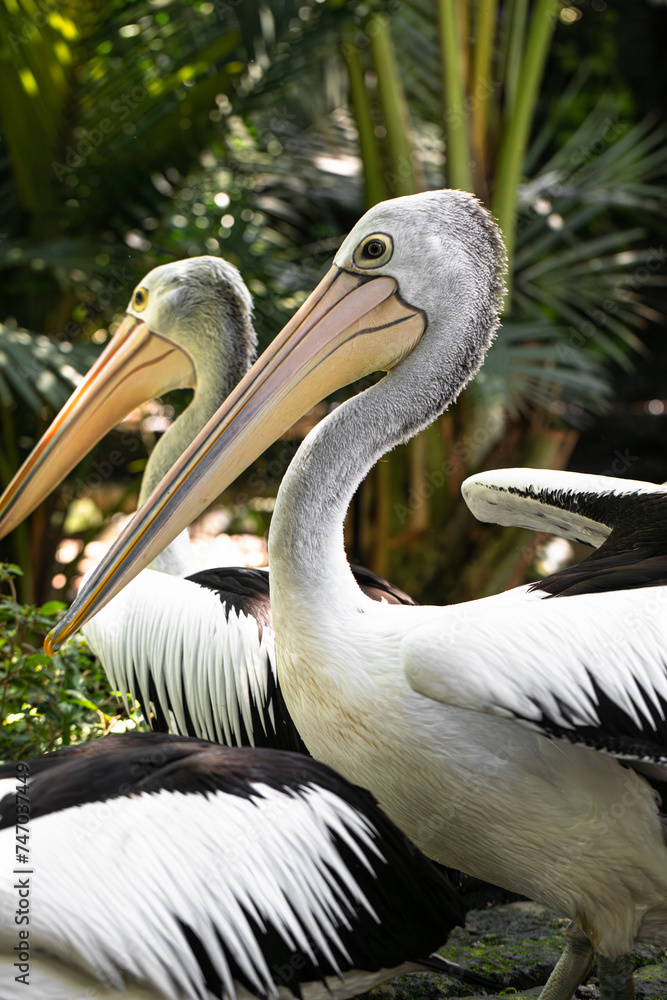 The great white pelican (Pelecanus onocrotalus) aka the eastern white pelican, rosy pelican or white pelican The great white pelican (Pelecanus onocrotalus) aka the eastern white pelican, rosy pelican or white pelican