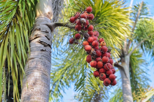 Areca catechu is a species of palm which grows in much of the tropical Pacific, Asia, and parts of east Africa. The palm is native to the Philippines photo