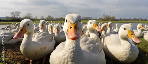 A group of ducks stand next to a body of water at Slimbridge, showcasing the stunning scenery of the area. The ducks are observed interacting and foraging for food in their natural habitat. photo