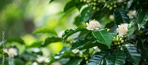 A close up of a coffee plant with flowers and green beans growing on it, showcasing the beauty of this terrestrial plant.