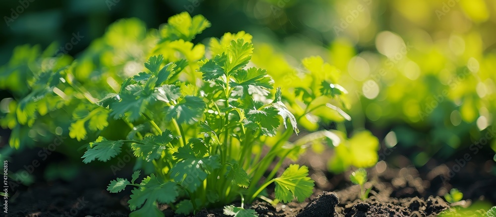 A close up view of a terrestrial plant emerging from the ground, showcasing the beauty of nature's landscape with its green leaves and potential to bloom into a flower.
