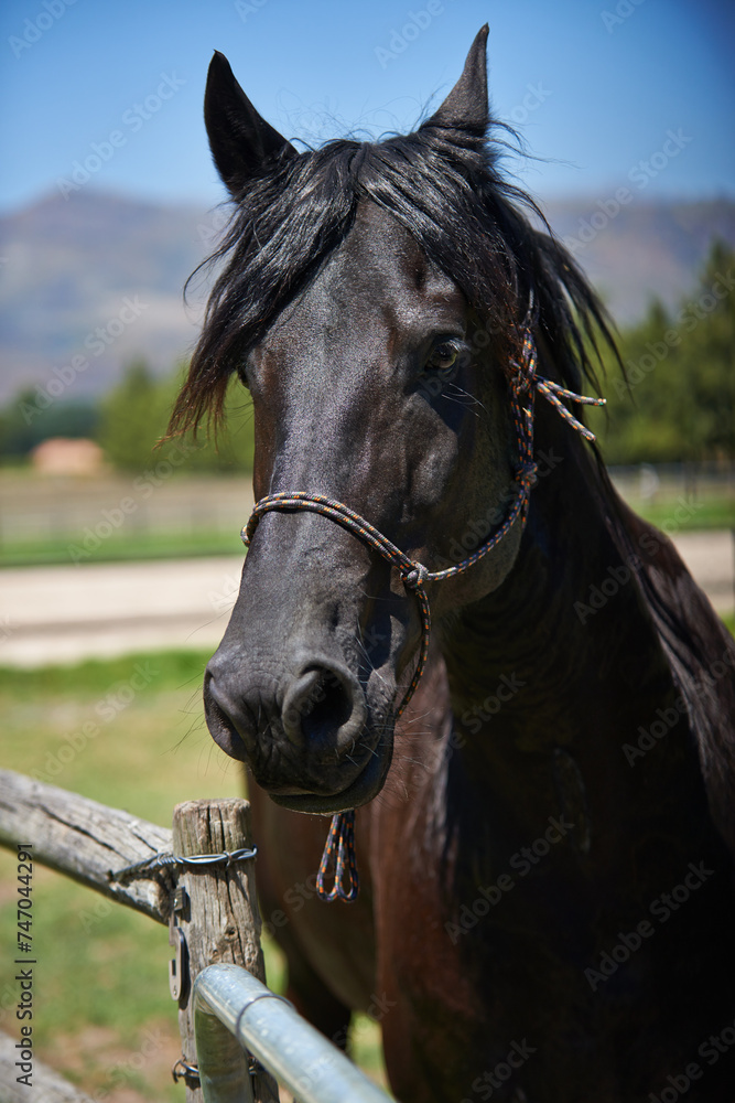 Obraz premium Calm horse, farm and ranch in rural countryside, spring and in equestrian harness. Mare, stallion and pet in stable meadow or pen for sunshine, outdoor exercise and healthy animal for dressage