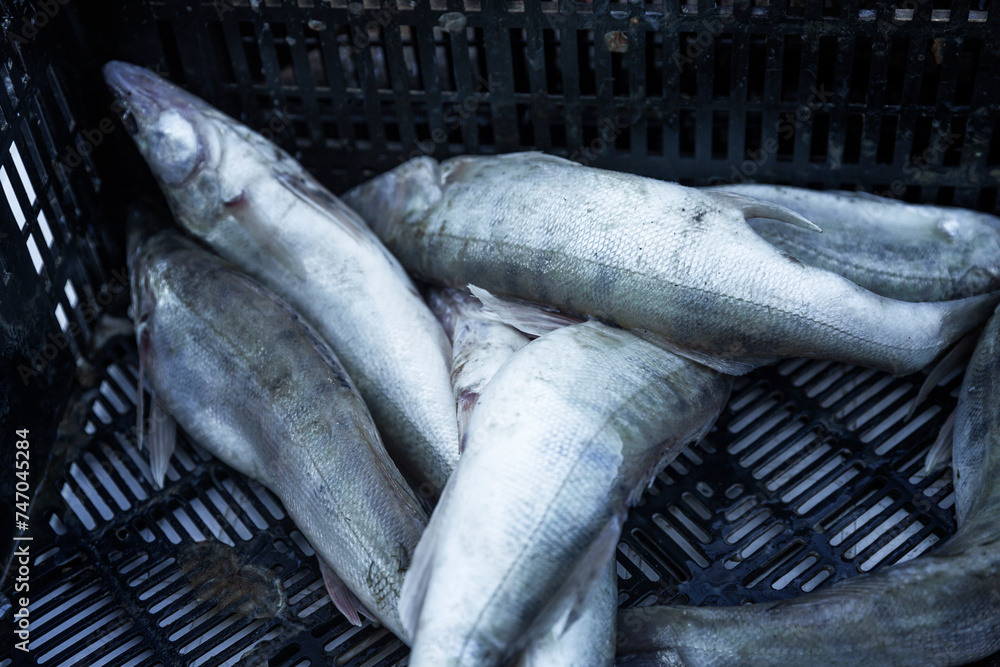 Obraz premium Fresh raw fish in a container at the market. Healthy diet food. Close-up.