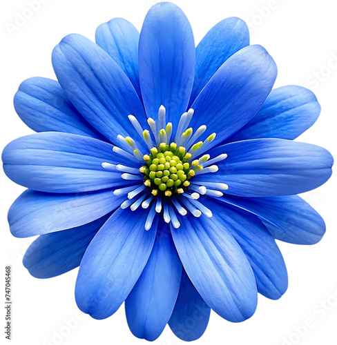 Blue flower macro isolated on a transparent background