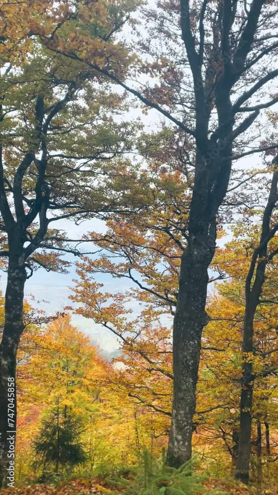 autumn, landscape, mountains and forest, nature, yellow trees and leaves autumn, landscape, mountains and forest, nature, yellow trees and leaves
