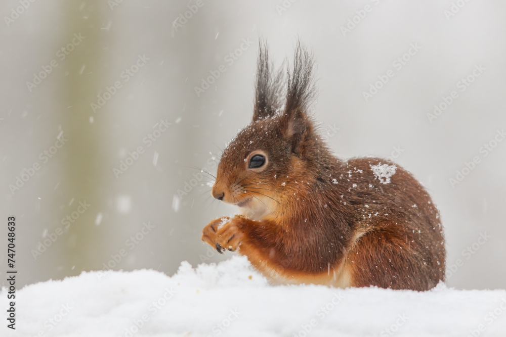 Squirrel sitting on the ground covered in snow. Squirrel sitting on the ground covered in snow.
