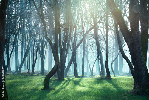 poranna mgła w lesie i promienie słońca	 photo