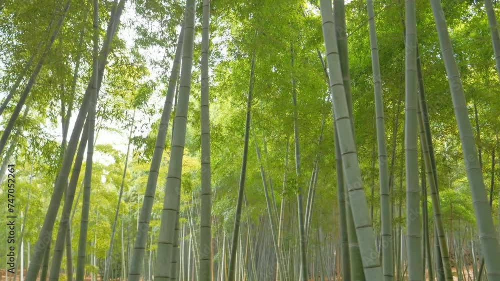 Bamboo forest walk in Kyoto, Japan Bamboo forest walk in Kyoto, Japan