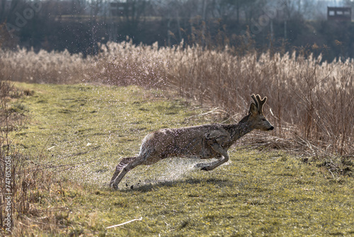 Fototapeta Naklejka Na Ścianę i Meble -  kozioł sarny po wyjściu z wody prysznic krople
