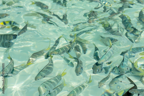 Fishes swim freely in crystal clear sea water in the coast of southern Thailand. © wattanalee