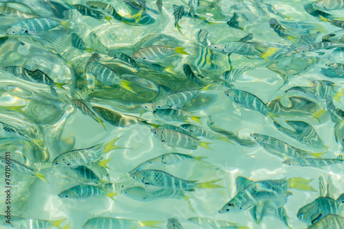 Fishes swim freely in crystal clear sea water in the coast of southern Thailand.