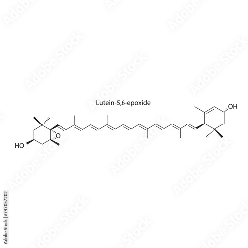 Lutein-5,6-epoxide skeletal structure diagram.Caratenoid compound molecule scientific illustration on white background.