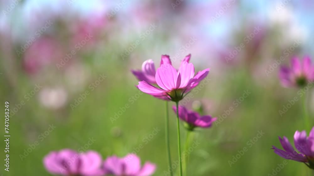 Close-up of a Cosmos bipinnatus flower, beautiful natural and relaxing pink and white tones. Close-up of a Cosmos bipinnatus flower, beautiful natural and relaxing pink and white tones.