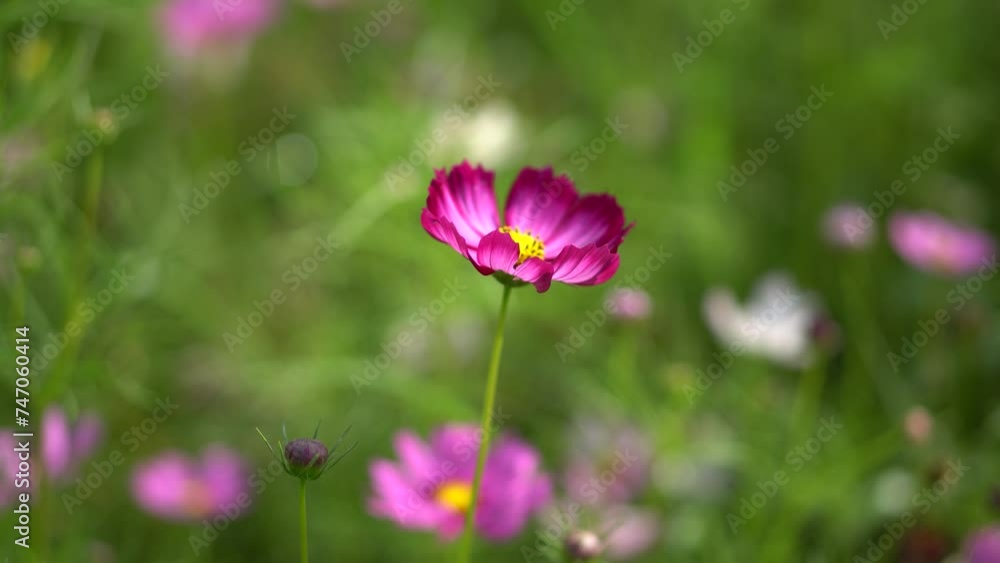 Close-up of a Cosmos bipinnatus flower, beautiful natural and relaxing pink and white tones. Close-up of a Cosmos bipinnatus flower, beautiful natural and relaxing pink and white tones.