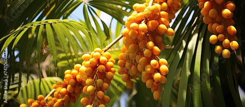 A cluster of ripe fruits hanging from a clustered fishtail palm tree, scientifically known as Caryota mitis from the Arecaceae family. The fruits dangle down gracefully amidst the lush green foliage.