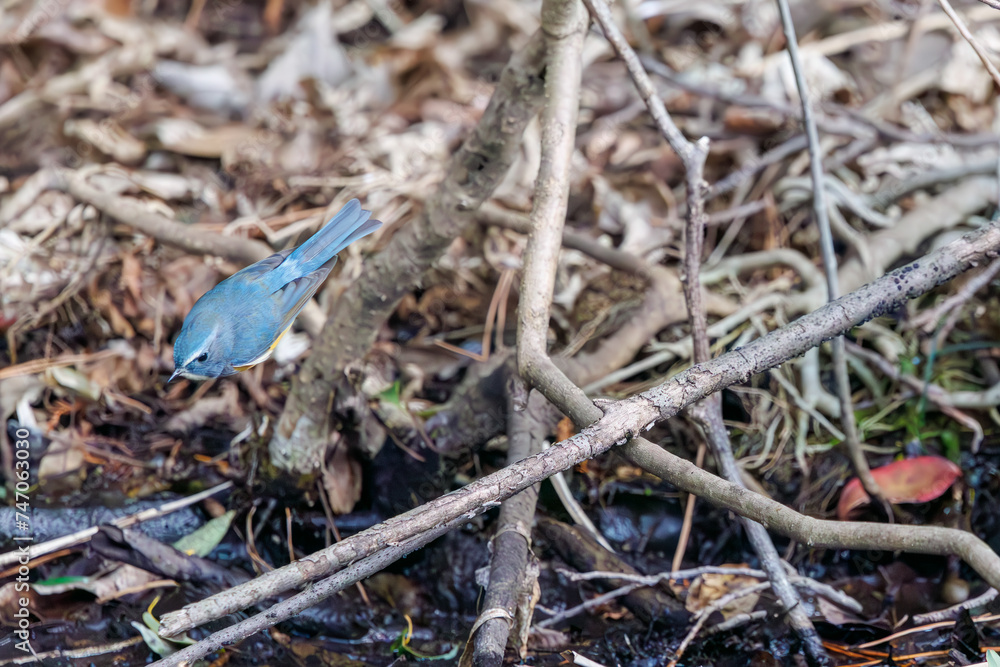 羽ばたいて飛び出す幸せの青い鳥、可愛いルリビタキ（ヒタキ科）。

日本国東京都文京区、小石川植物園にて。
2024年2月18日撮影。

A happy blue bird, the lovely Red-flanked Bluetail (Tarsiger cyanurus, family comprising flycatchers)  in flap wings and fly away.

