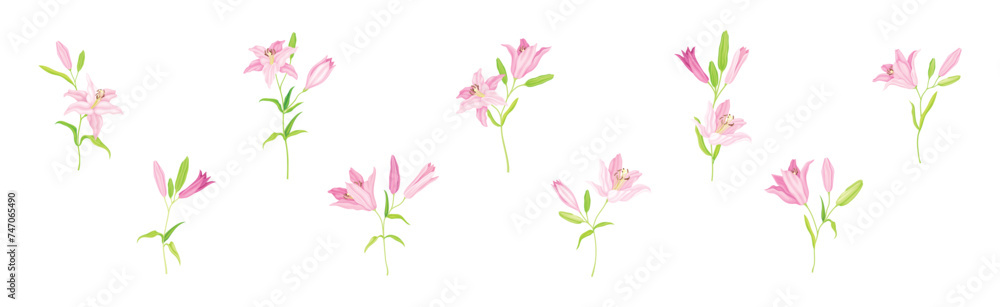Pink Lily Flower Bud on Green Stem with Leaf Vector Set