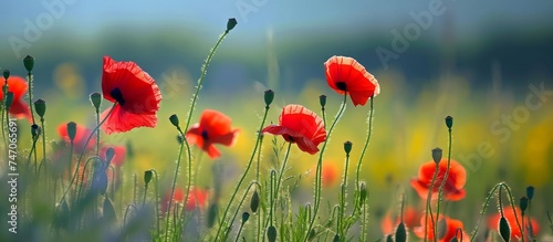 A landscape filled with a field of red poppies growing gracefully among the lush green grass under the clear blue sky.