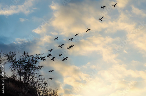 flying flock of birds against the blue sky and clouds