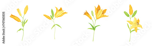 Yellow Lily Flower Bud on Green Stem with Leaf Vector Set photo