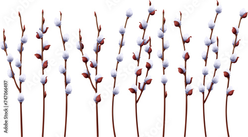 Set of pussy willow branches on an isolated background. Vector illustration for the design of cards, posters, flyers for Easter. Spring time.