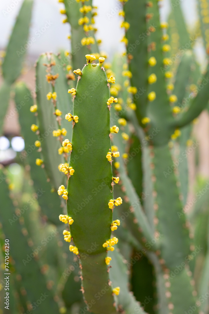 Euphorbia ingens cactus plant with flower Euphorbia ingens cactus plant with flower