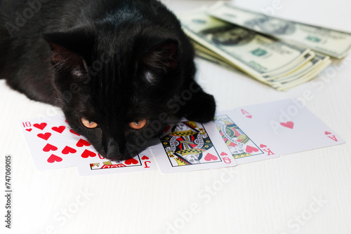 The Kitten Won In Poker