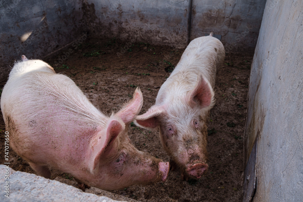 pigs in a pen, Formentera, Pitiusas Islands, Balearic Community, Spain pigs in a pen, Formentera, Pitiusas Islands, Balearic Community, Spain