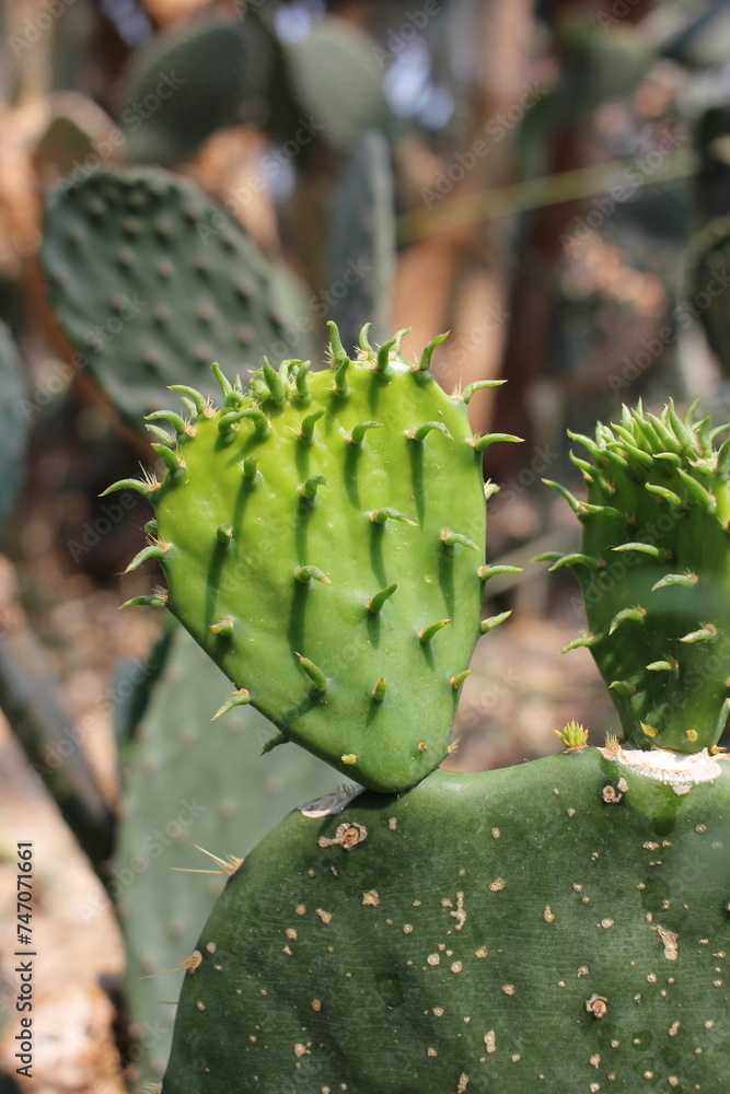 cactus in the garden cactus in the garden